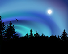 Image Landscape. Silhouette Of Coniferous Trees On The Background Of Colorful Sky.  Flying Eagles. Night. Moonlight. Northern Lights.