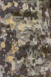 Borke, Rinde einer Platane,  mit typischem Camouflagemuster