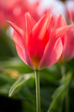 Fototapeta Tulipany - tulpenfelder in holland