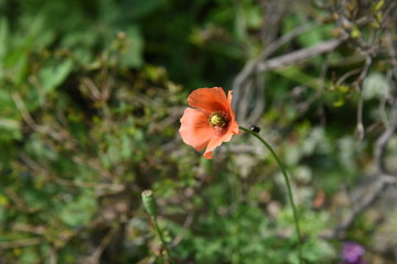 Poster - Poppy is blooming on the roadside.