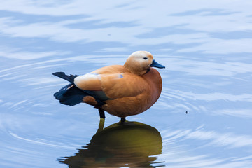 The brown duck or drake on the city pound or lake standing in the water 