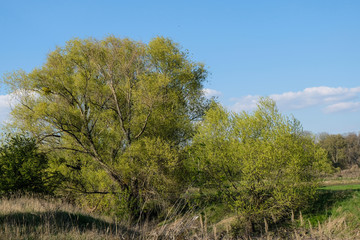 Wall Mural - tree in the field