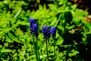 Wall Mural - blue flowering hyacinth