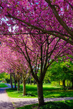 Fototapeta Przestrzenne - flowering cherry trees in the park - sakura