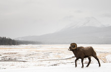 Bighorn Ram In The Snow