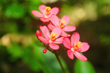 Fototapeta Storczyk - flowers on a background