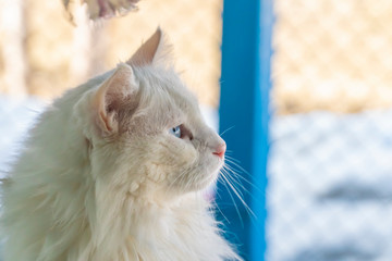 Amazing blue and yellow eyed turkish van cat