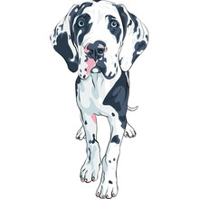 Vector Spotted Dog Great Dane Breed