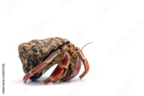 Fotomural The hermit crab isolated on white background