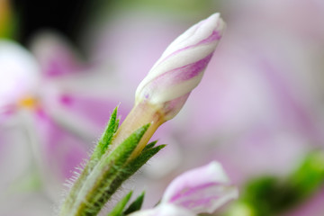 moss phlox bud closeup