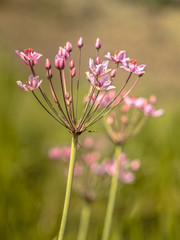 Wall Mural - Flowering rush close up