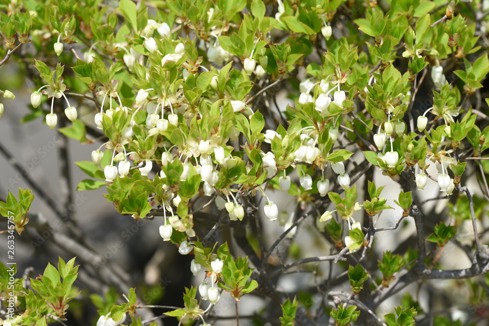 Dodan Japanese enkianthus / Called