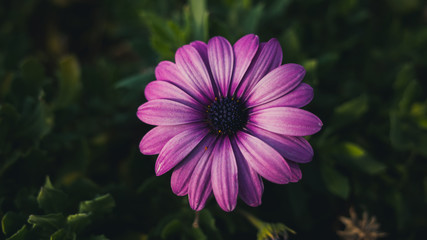 Wall Mural - pink flower in garden