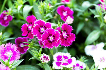 Wall Mural - Dianthus flower (Dianthus chinensis) blooming in garden
