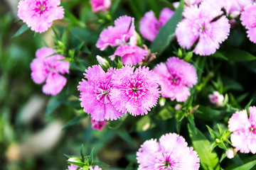 Wall Mural - Dianthus flower (Dianthus chinensis) blooming in garden