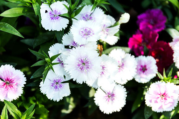 Wall Mural - Dianthus flower (Dianthus chinensis) blooming in garden