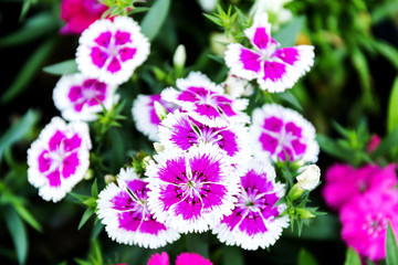 Wall Mural - Dianthus flower (Dianthus chinensis) blooming in garden