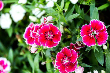 Wall Mural - Dianthus flower (Dianthus chinensis) blooming in garden