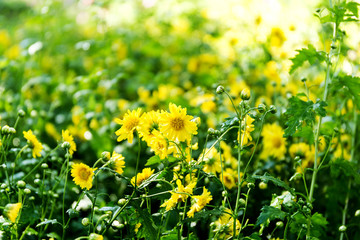 Wall Mural - Chrysanthemum flowers in the garden