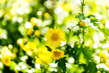 Wall Mural - Chrysanthemum flowers in the garden