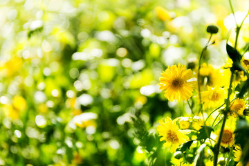 Wall Mural - Chrysanthemum flowers in the garden