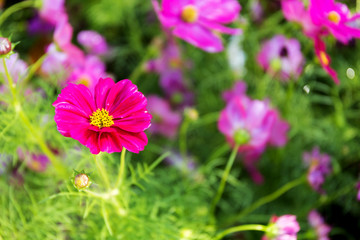 Wall Mural - cosmos flowers in the garden