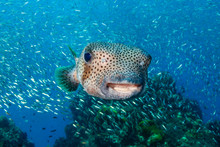 A Curious Pufferfish / Porcupine Fish On A Tropical Coral Reef