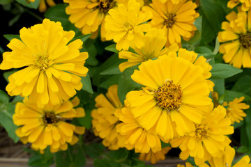 Beautiful yellow zinnia flower in the outdoor garden.