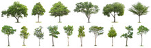 The Collection Of Trees Isolated On White Background. Beautiful And Robust Trees Are Growing In The Forest, Garden Or Park.