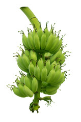 Banana bunch isolated with clipping paths for garden design