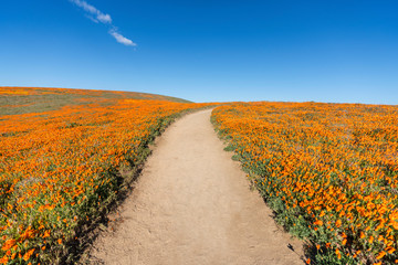 Inviting trail through poppy wildflower super bloom field in Southern California.  