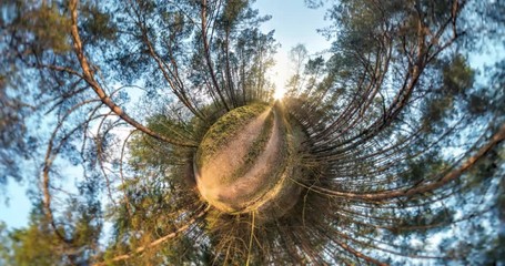 Wall Mural - NO VR. Little planet Transformation with curvature of space. full flyby panorama with rise up into the sky of landscape on gravel road in pinery forest