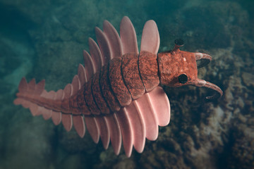 Wall Mural - Anomalocaris, prehistoric creature of the Cambrian period (3d science rendering)