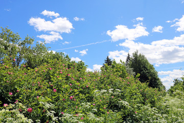 Wall Mural - summer days