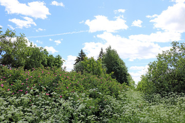 Wall Mural - summer days