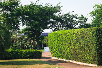 Beautiful green tree, plants, forest and flowers in the outdoor gardens and parks