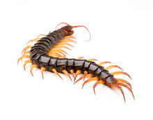 Giant Centipede On Cement Floor