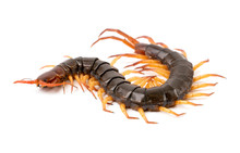Centipede Isolated On White Background