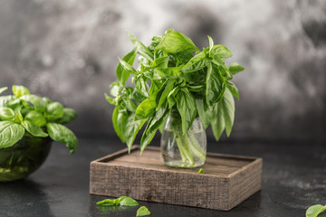 Fresh basil on a stone and dark background. Green basil. Food background. Basil plant for healthy cooking