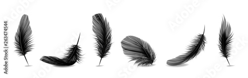 Fotomural Vector 3d Realistic Different Falling Black Fluffy Twirled Feather Set Closeup Isolated on White Background