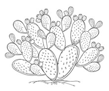 Bush Of Outline Indian Fig Opuntia Or Prickly Pear Cactus, Fruit And Spiny Stem In Black Isolated On White Background.