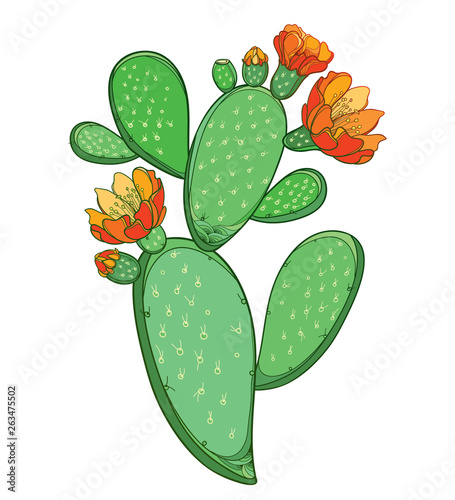 Branch Of Outline Indian Fig Opuntia Or Prickly Pear Cactus With Orange Flower And Spiny Green Stem Isolated On White Background Stock Vector Adobe Stock