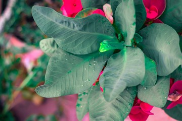 Poi sian flower with green leaf blurred background For nature wallpaper image.