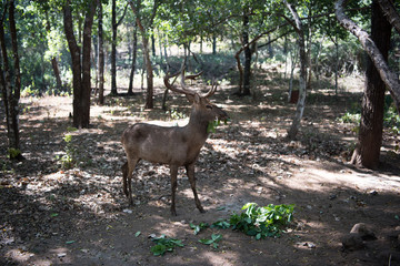 Deer in conservation park in Bagan, Myanmar