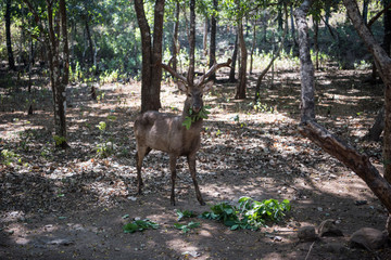 Deer in conservation park in Bagan, Myanmar