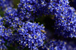 Blue indigo floral background. Macro shoot of  California lilac visited by insect.