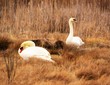 Two swans in the marsh