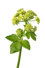 Sticker - Blooming Alexanders plant