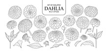 Set Of Isolated Dahlia In 21 Styles.