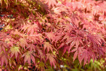 Sticker - Autumn red maple leaves